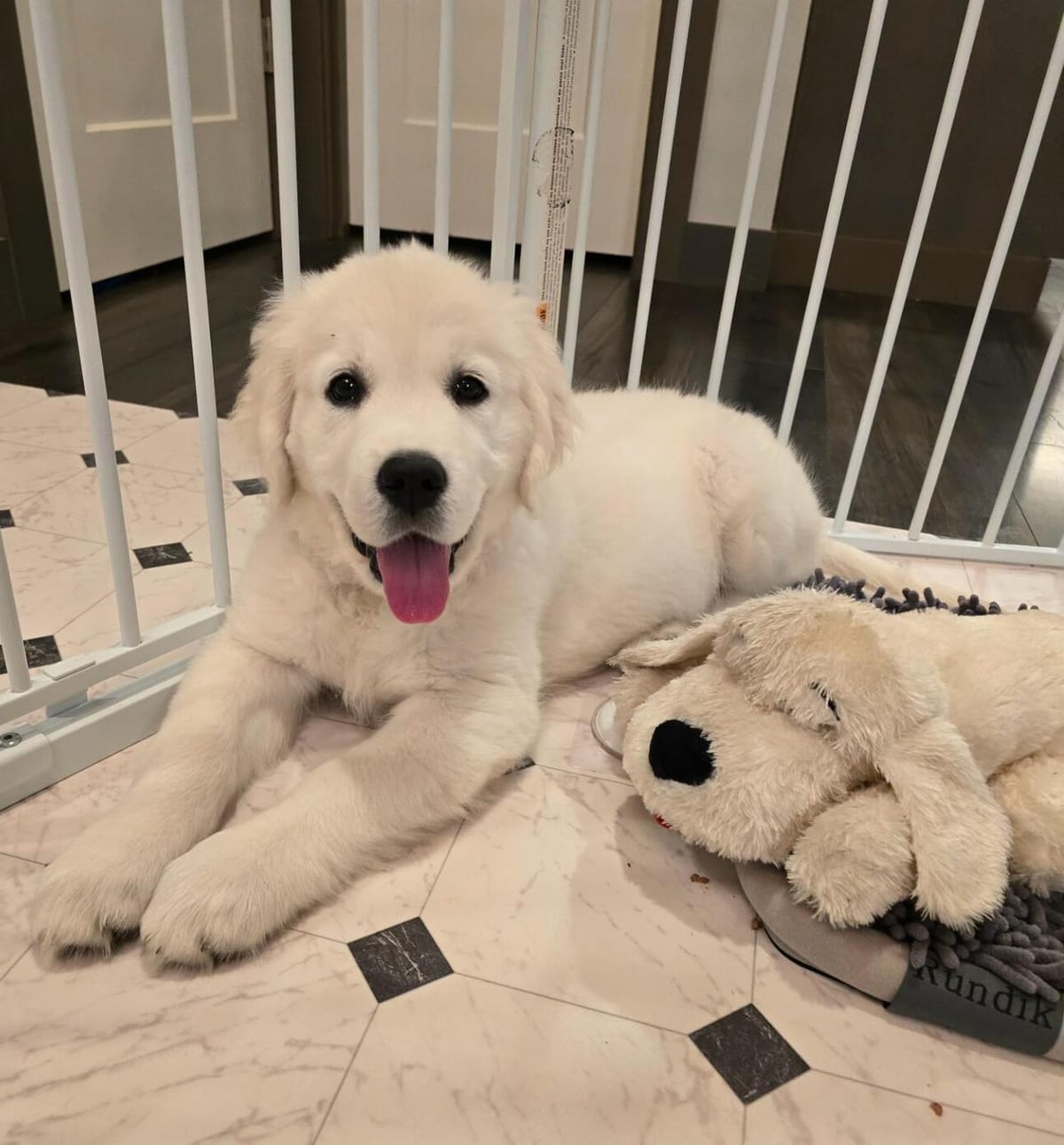 🐶❤️🐶 You have to see this sweet puppy, Honey! 🐶❤️🐶  