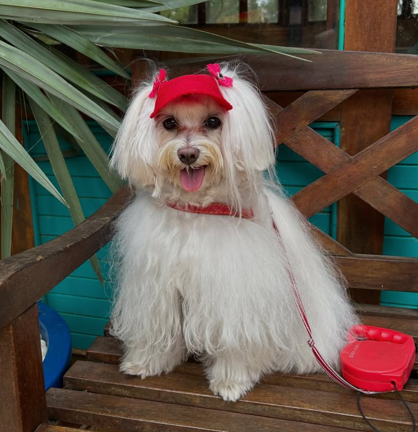 🐶❤️🐶 What are the most popular dog breeds for seniors? 🐶❤️🐶 