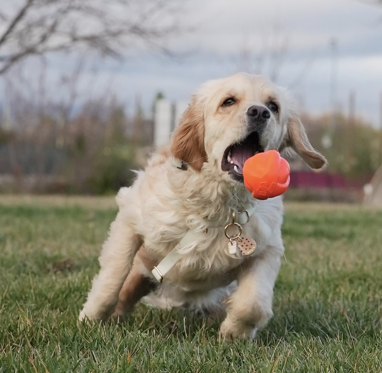 🐶❤️🐶 Keeping your pup safe during parade season 🐶❤️🐶