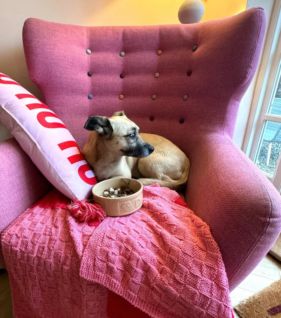 🐶❤️🐶 Why do some dogs want to be hand-fed? 🐶❤️🐶 