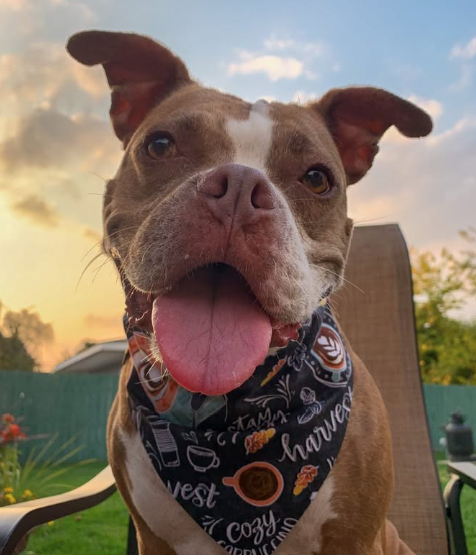 🐶❤️🐶 Are essential oils safe to use in diffusers around dogs? 🐶❤️🐶  