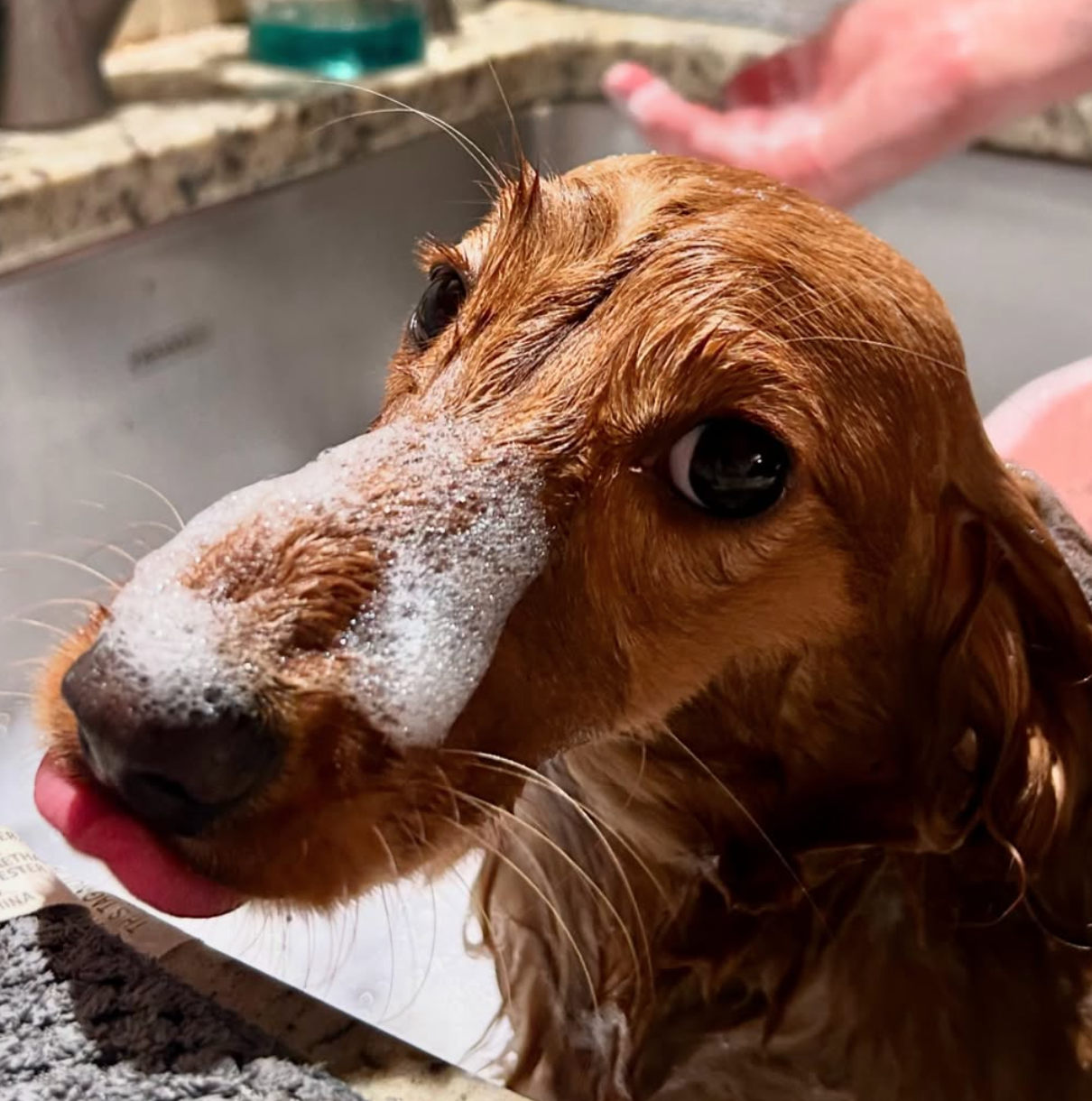 🐶❤️🐶 How to acclimate your dog to bathtime 🐶❤️🐶
