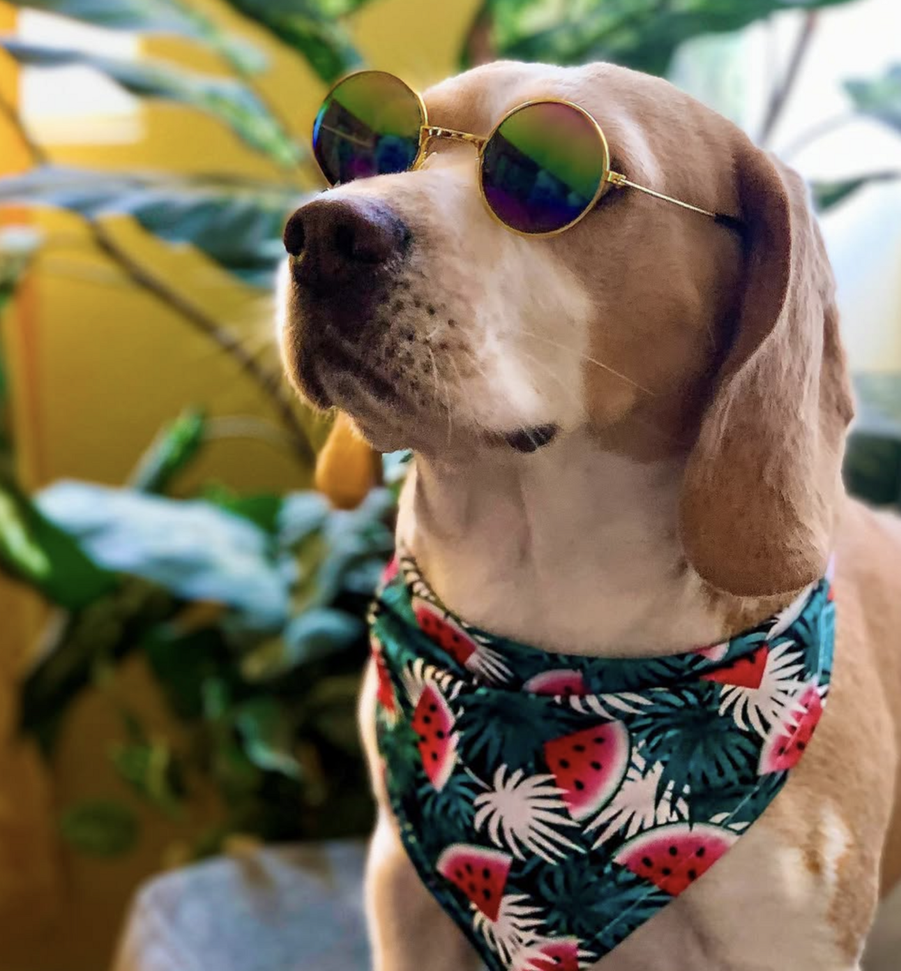 🐶❤️🐶 How to prepare your pup for the summer months 🐶❤️🐶