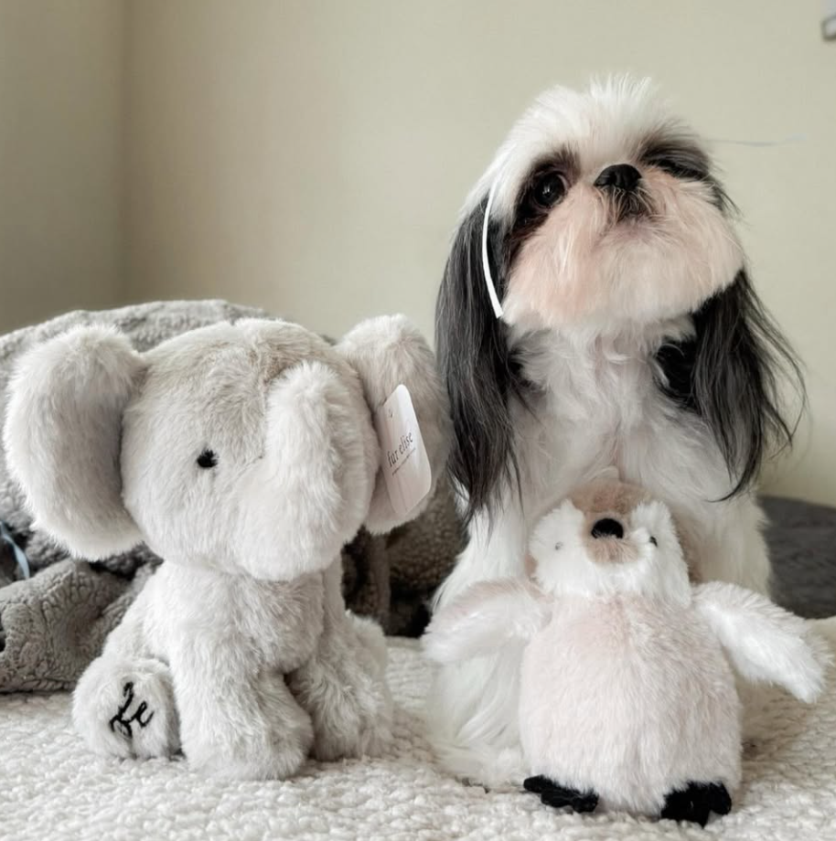 🐶❤️🐶 Myth Busting: Are All Small Dogs Yappy? 🐶❤️🐶