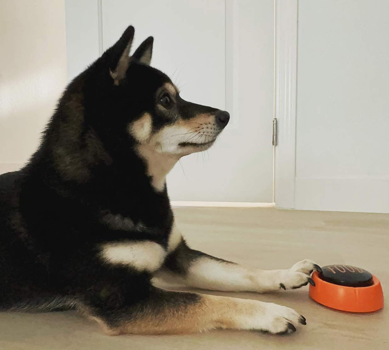 🐶❤️🐶 How Do Those Dog Speech Buttons Work? 🐶❤️🐶