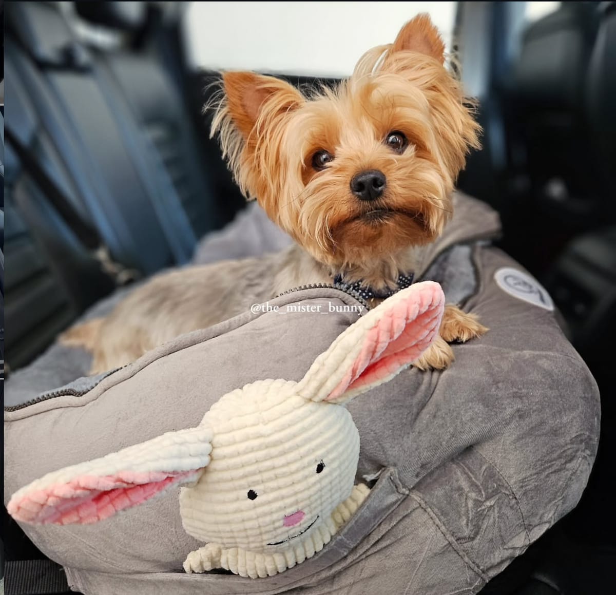 🐶❤️🐶 Dog seatbelts vs car seats 🐶❤️🐶 