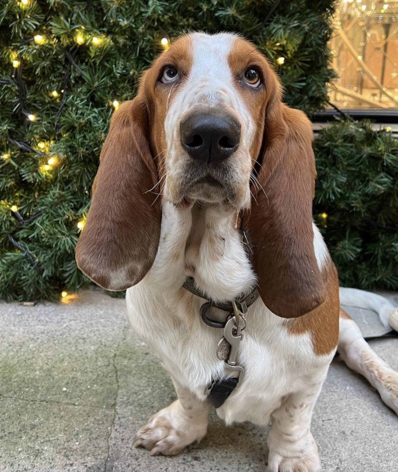 🐶❤️🐶 This is clearly a very good boy! Score: 12 out of 10 🐶❤️🐶 