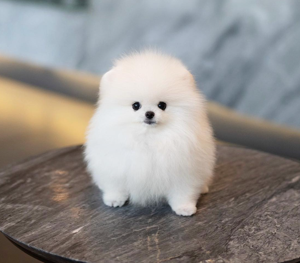 🐶❤️🐶 What are the best breeds for apartment living? 🐶❤️🐶  