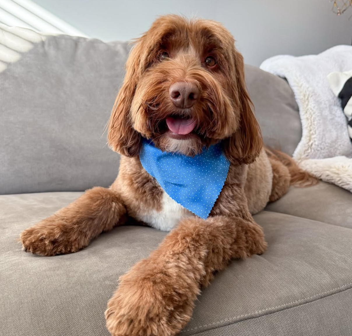 🐶❤️🐶 Weather Worries -- Keeping Your Dog Safe in Extreme Weather 🐶❤️🐶