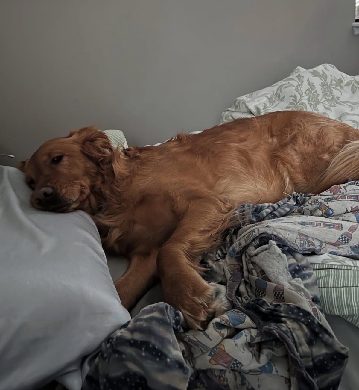 🐶❤️🐶 Why do dogs like to sleep at the foot of the bed? 🐶❤️🐶 
