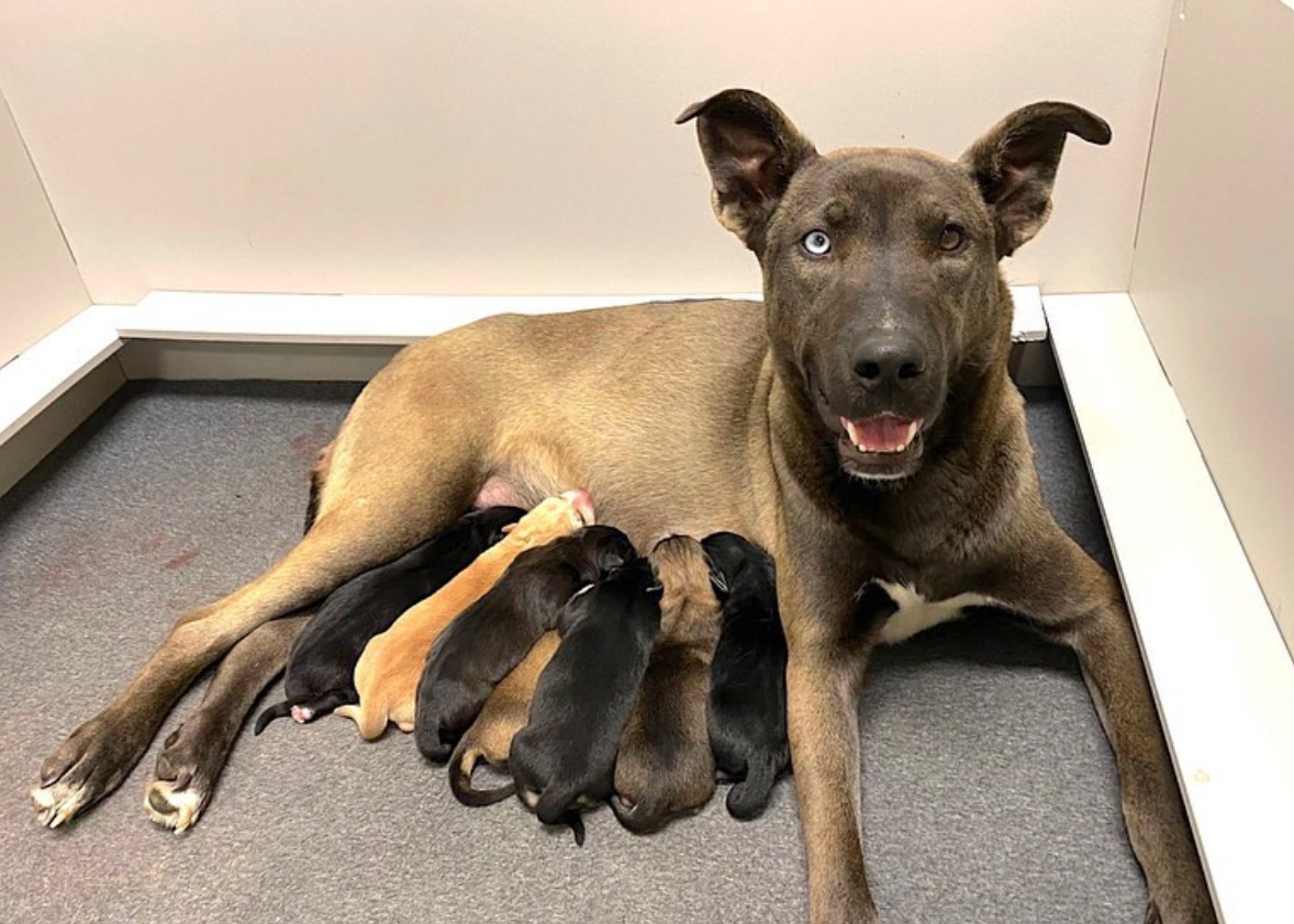 🐶❤️🐶 What are the benefits of spaying or neutering my dog? 🐶❤️🐶  