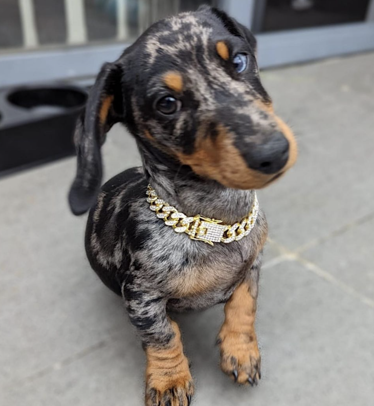 🐶❤️🐶 OMG! You're Going to Love This Puppy! 🐶❤️🐶 