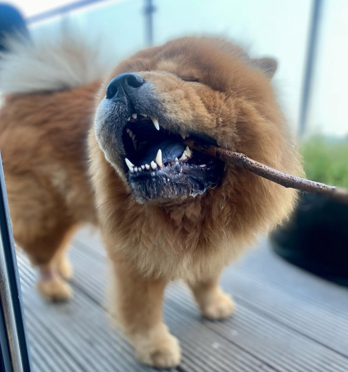 🐶❤️🐶 Why do dogs pick up sticks? 🐶❤️🐶  