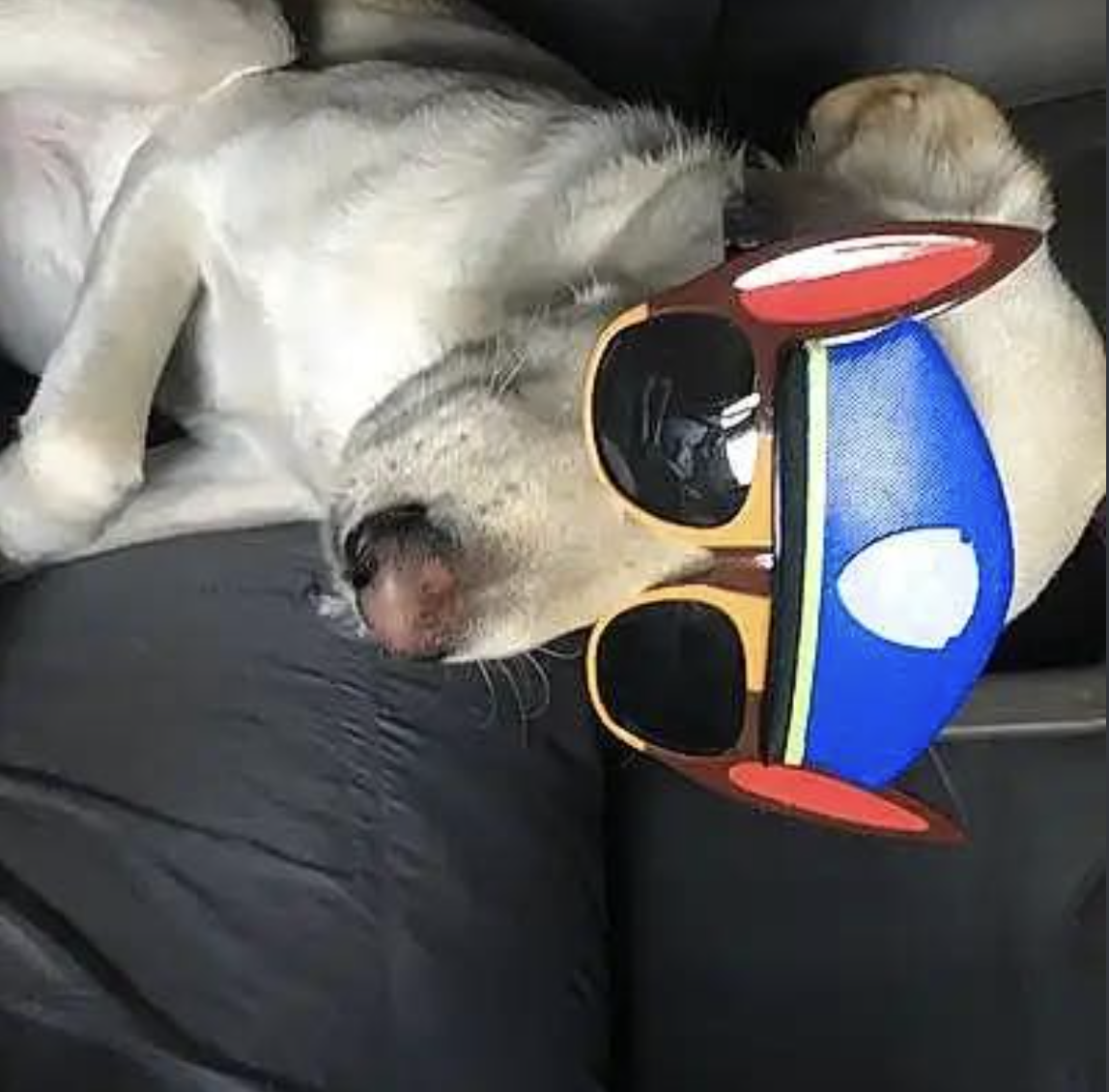 🐶❤️🐶 Happy Howl-o-ween! 🐶❤️🐶  