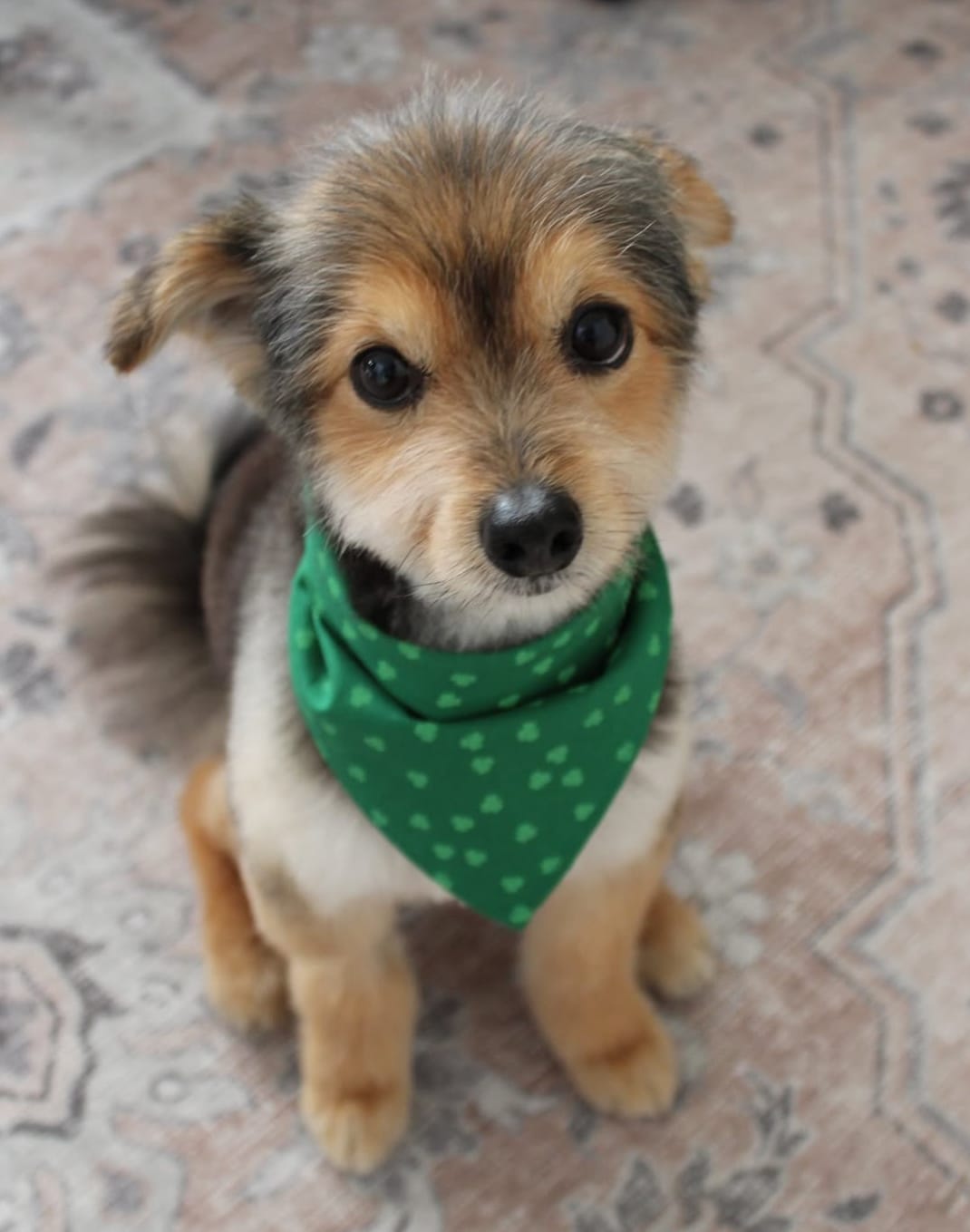 🐶❤️🐶 Is It Safe For Pups to Play In Puddles? 🐶❤️🐶