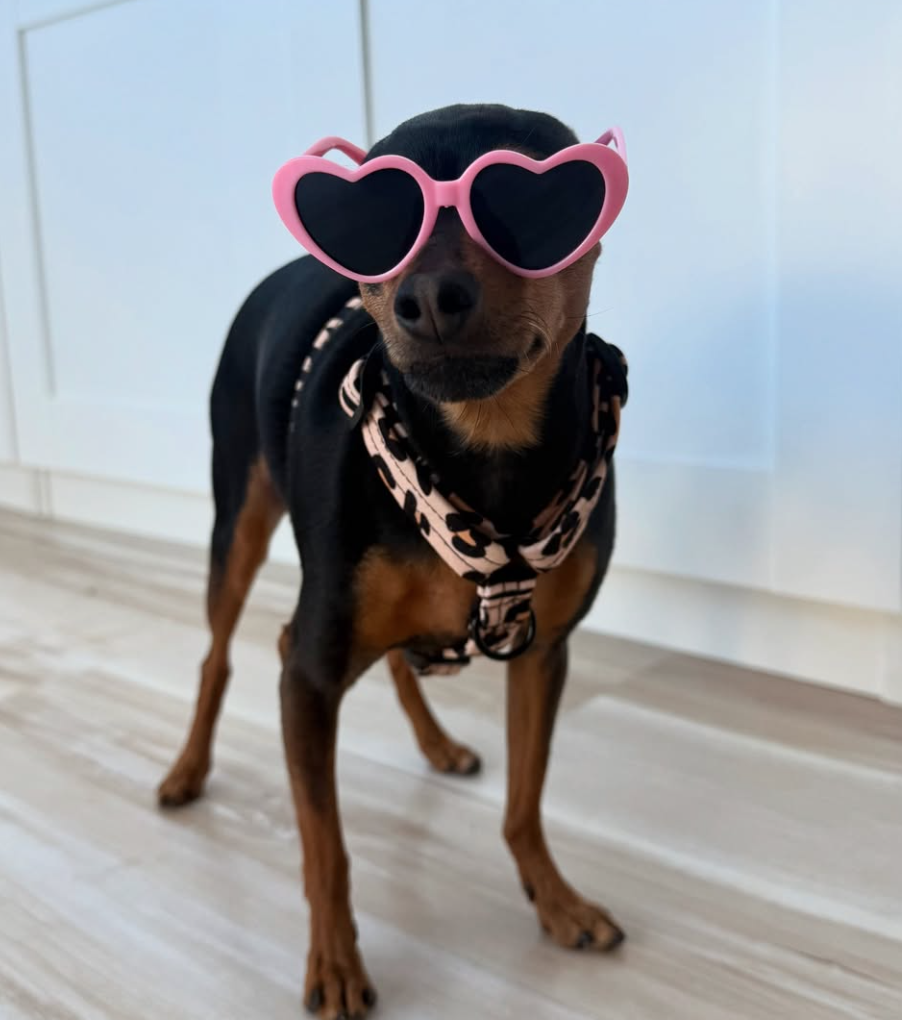 🐶❤️🐶 Do Dogs Like Music? 🐶❤️🐶