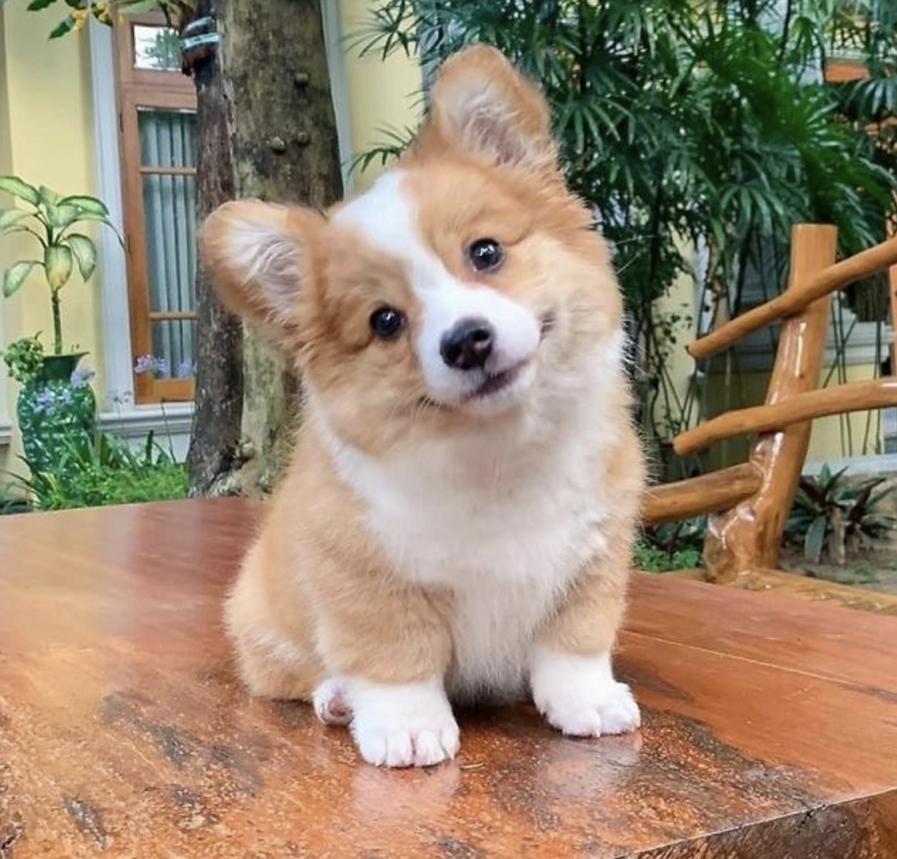 🐶❤️🐶 This puppy is guaranteed to make you smile! 🐶❤️🐶 