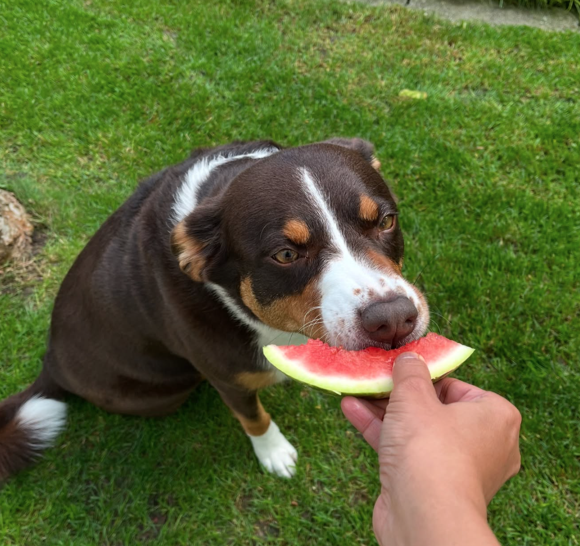 🐶❤️🐶 What fruits are safe for dogs? 🐶❤️🐶 
