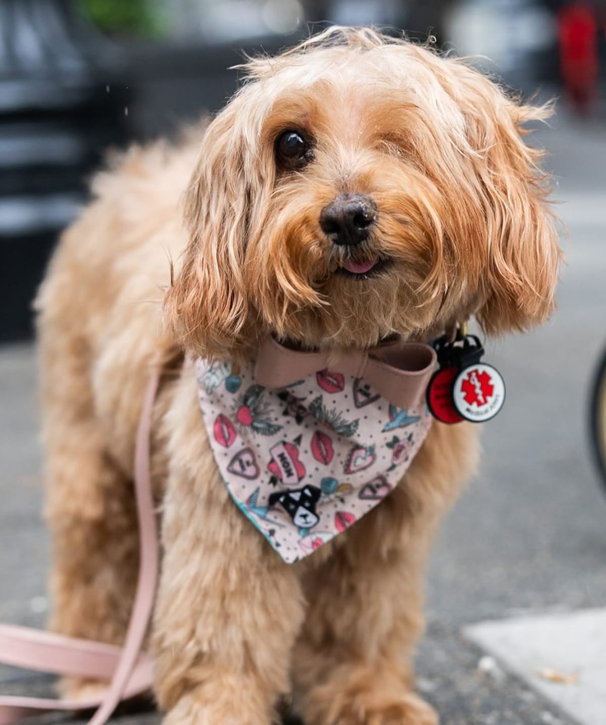 🐶❤️🐶 Why do senior dogs develop anxiety? 🐶❤️🐶
