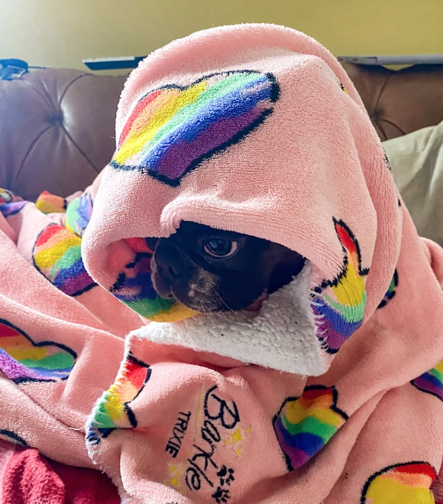 🐶❤️🐶 Why do dogs chew on blankets? 🐶❤️🐶