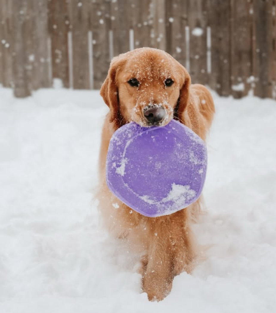 🐶❤️🐶 How do I create a safe backyard for my dog? 🐶❤️🐶  