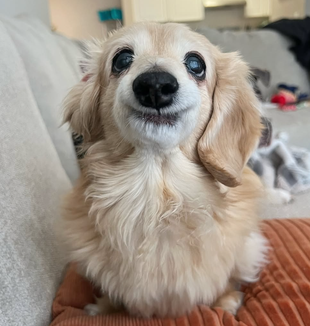 🐶❤️🐶 How do I help my senior dog stay healthy? 🐶❤️🐶