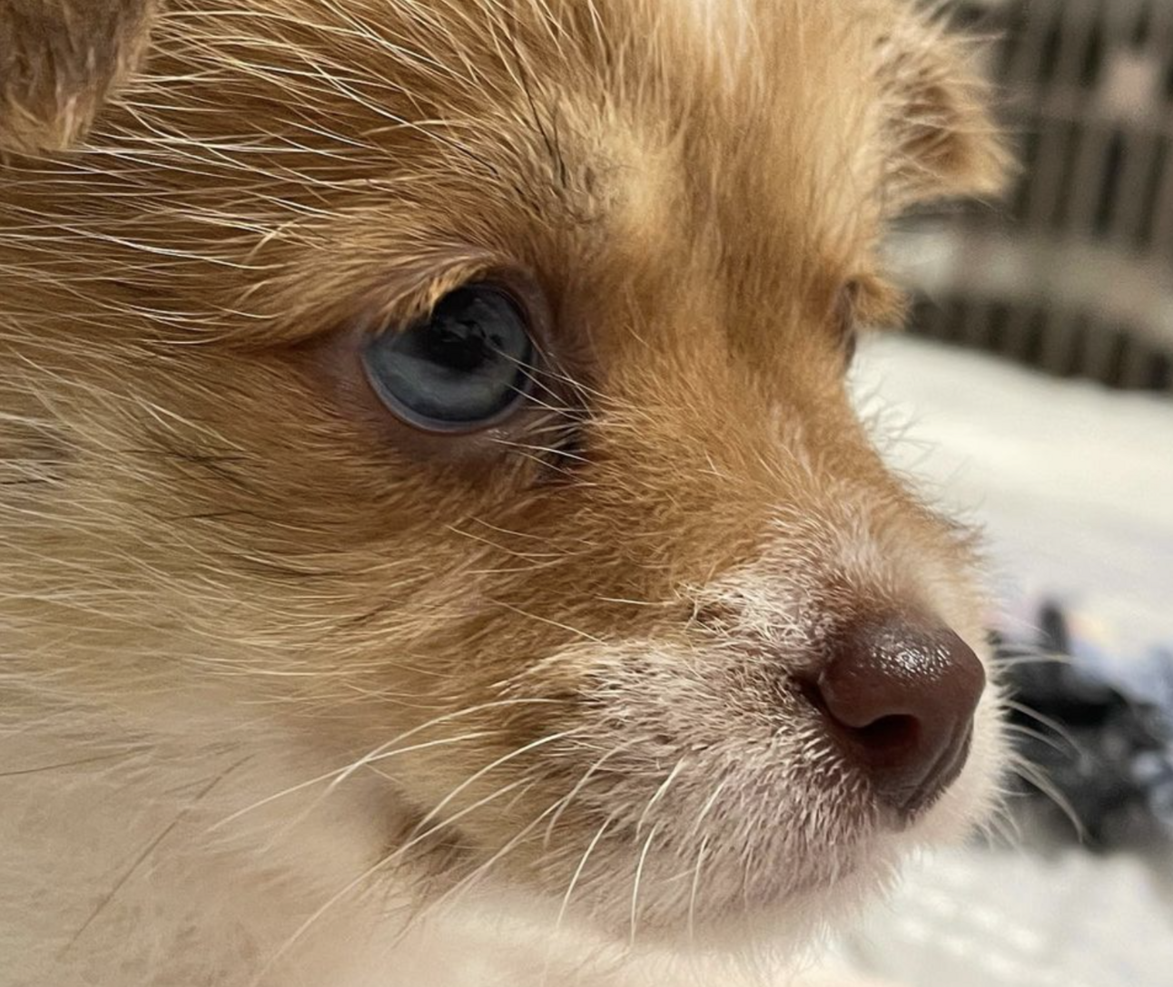 🐶❤️🐶 This pup is deep in thought! 🐶❤️🐶   
