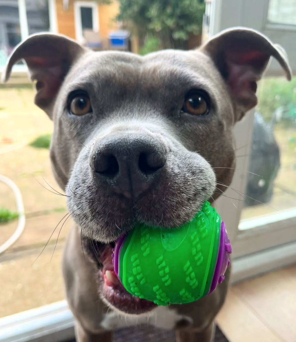 🐶❤️🐶 How can I prevent my dog from getting fleas and ticks? 🐶❤️🐶 