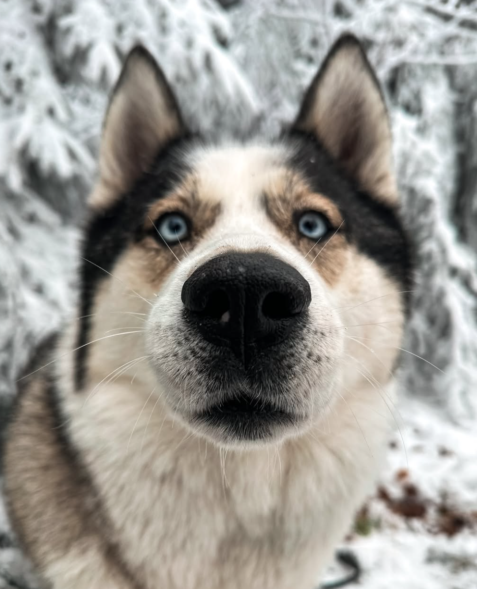 🐶❤️🐶 Why do dogs boop us with their noses? 🐶❤️🐶 