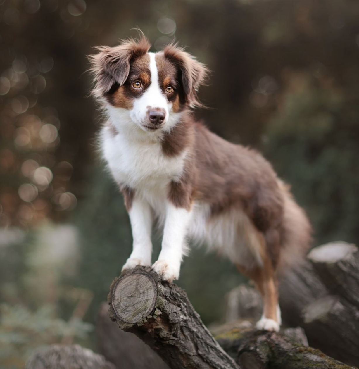 🐶❤️🐶 Why Do Dogs Tilt Their Heads? The Science Behind This Adorable Behavior🐶❤️🐶