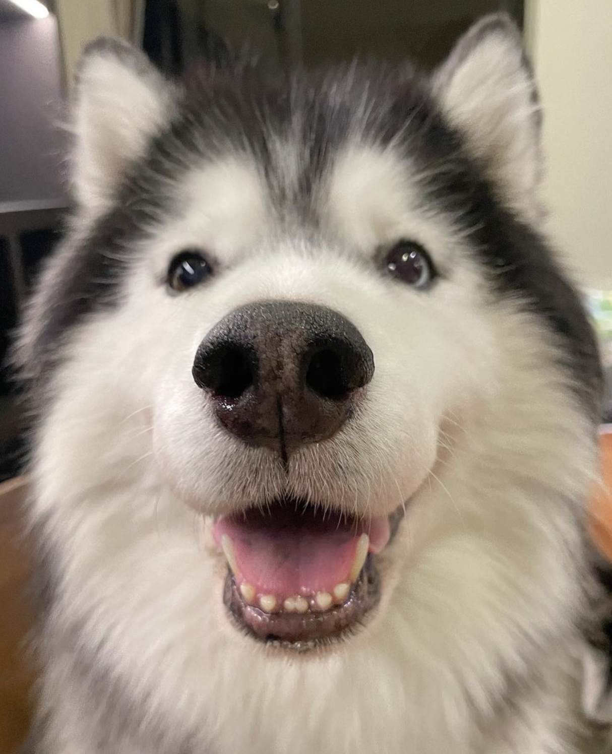 🐶❤️🐶 Is this the happiest dog ever? 🐶❤️🐶 