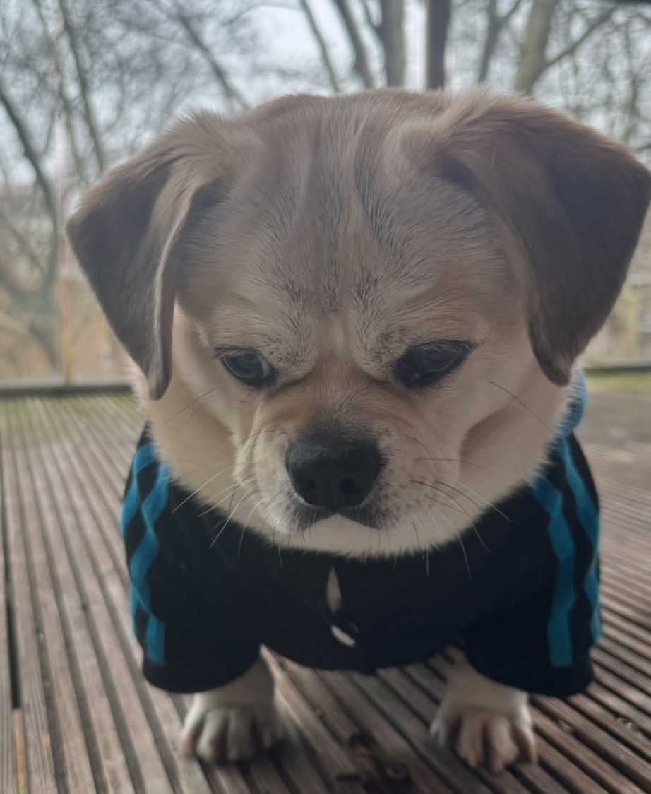 🐶❤️🐶 How do I teach my dog to come when called? 🐶❤️🐶 