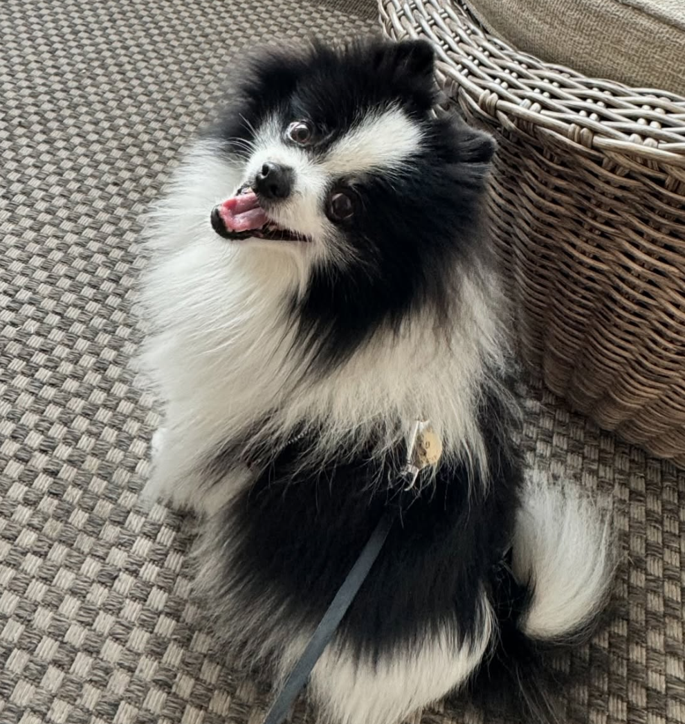 🐶❤️🐶 We're Donating Thousands of Dollars Worth of Pet Food! 🐶❤️🐶 