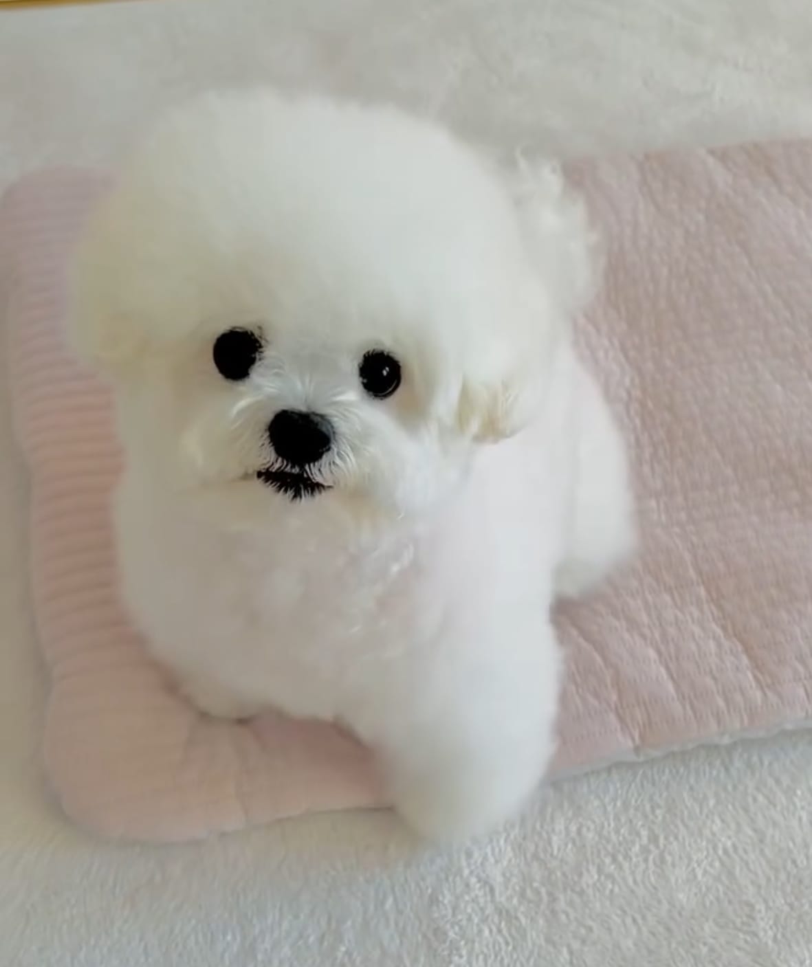 🐶❤️🐶 How to keep medicated dogs safe 🐶❤️🐶