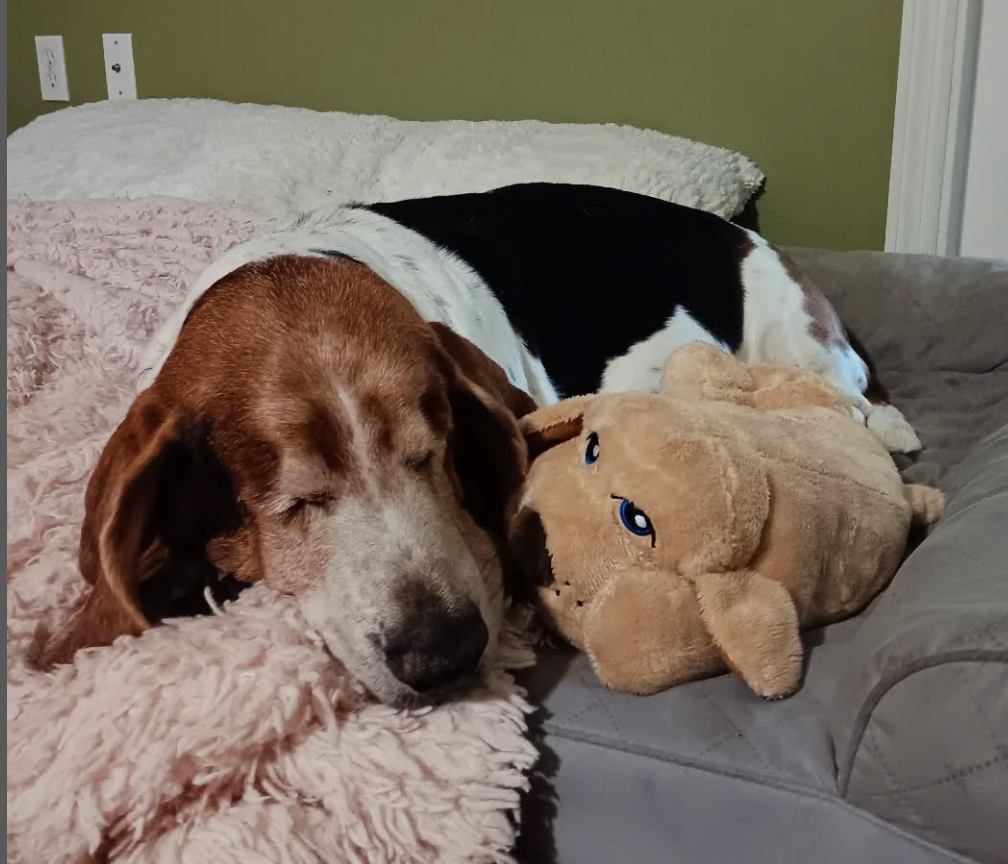 🐶❤️🐶 Why do dogs want to sleep on our pillows? 🐶❤️🐶 