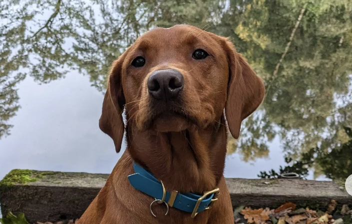 🐶❤️🐶 Is our dog of the day the real Scooby Doo?! 🐶❤️🐶 