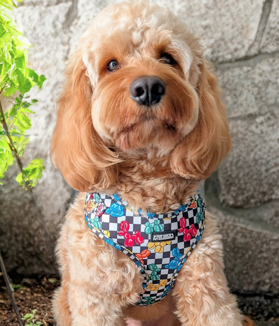 🐶❤️🐶 Why are dogs so excited in the morning? 🐶❤️🐶 