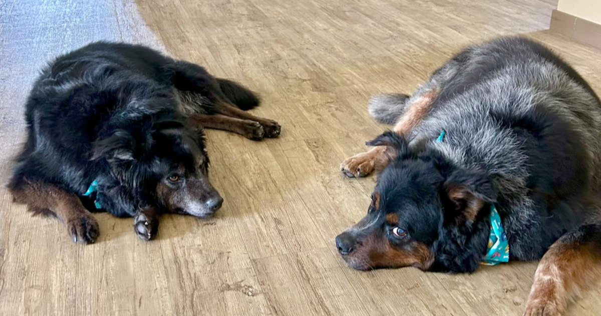 🐶❤️🐶 Can dogs get sick from cold weather?🐶❤️🐶  