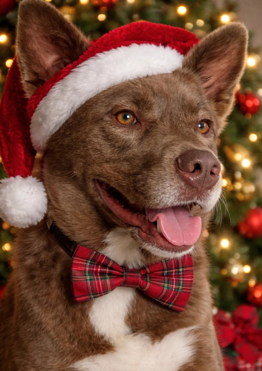 🐶❤️🐶 Pups and gift unwrapping - safety tips 🐶❤️🐶  