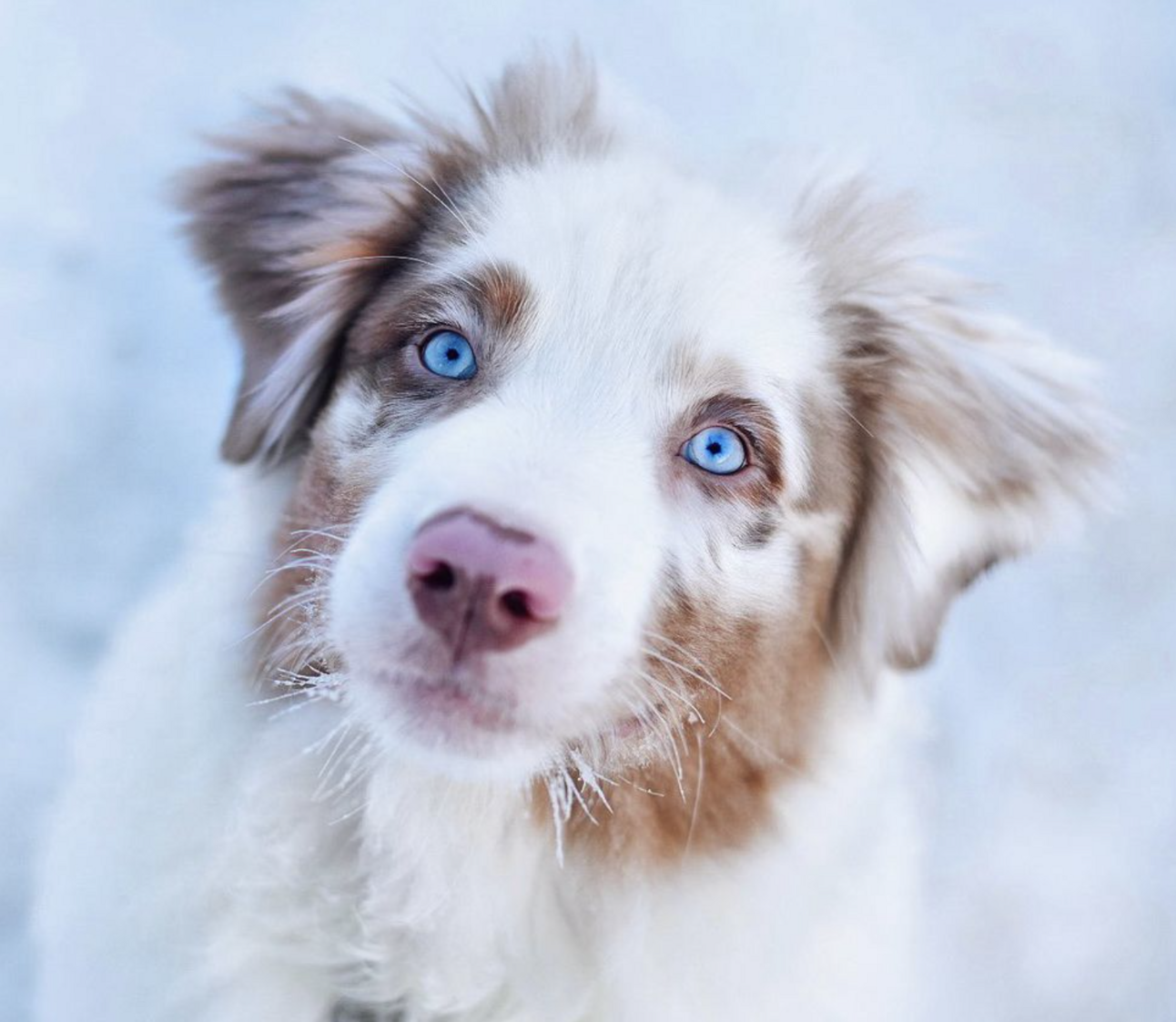 🐶❤️🐶 Skye Wishes You The Happiest Of Holidays! 🐶❤️🐶 