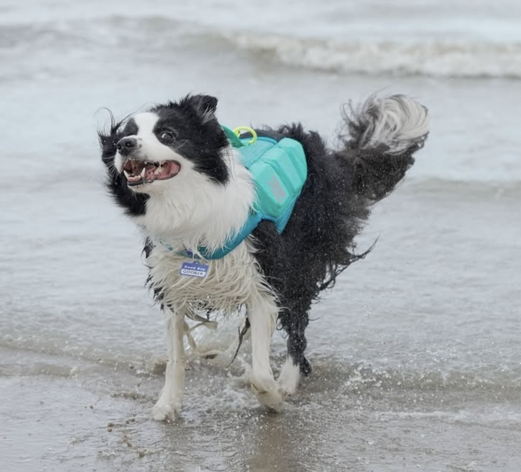 🐶❤️🐶 How hot is pavement on dog paws? 🐶❤️🐶