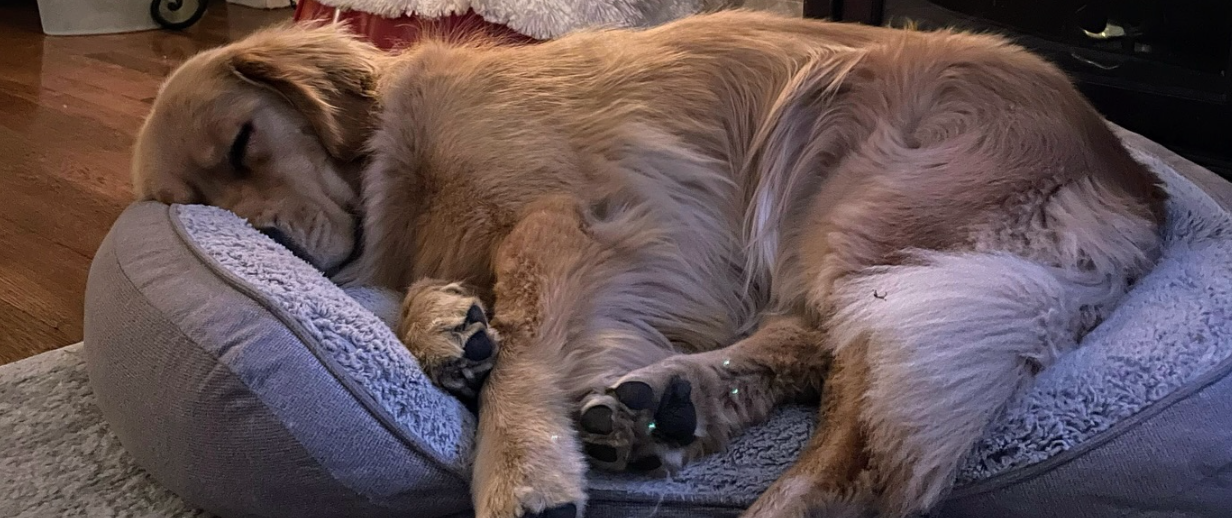 🐶❤️🐶 How do I teach my dog to stop jumping on furniture? 🐶❤️🐶 