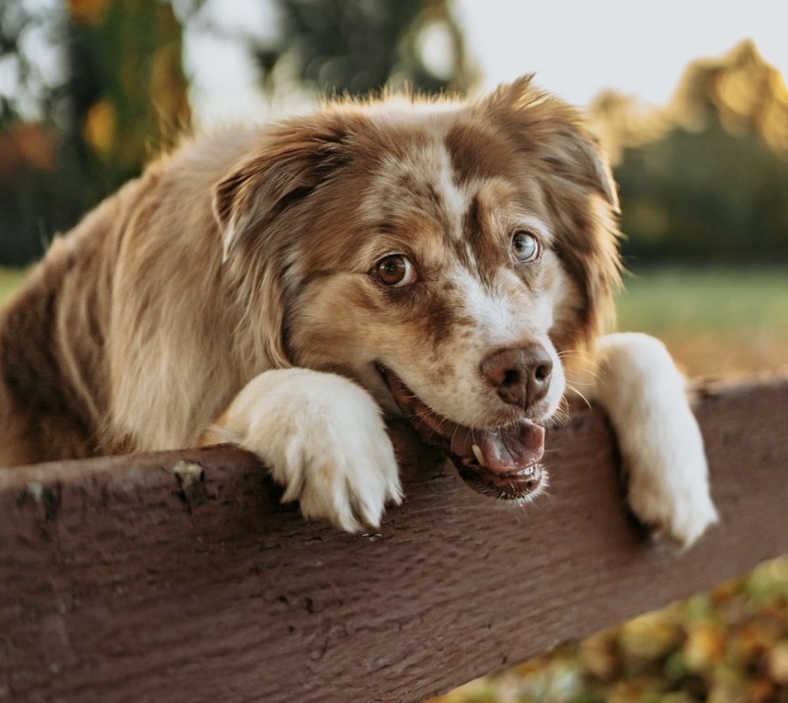 🐶❤️🐶 This dog is a very good boy! 🐶❤️🐶 