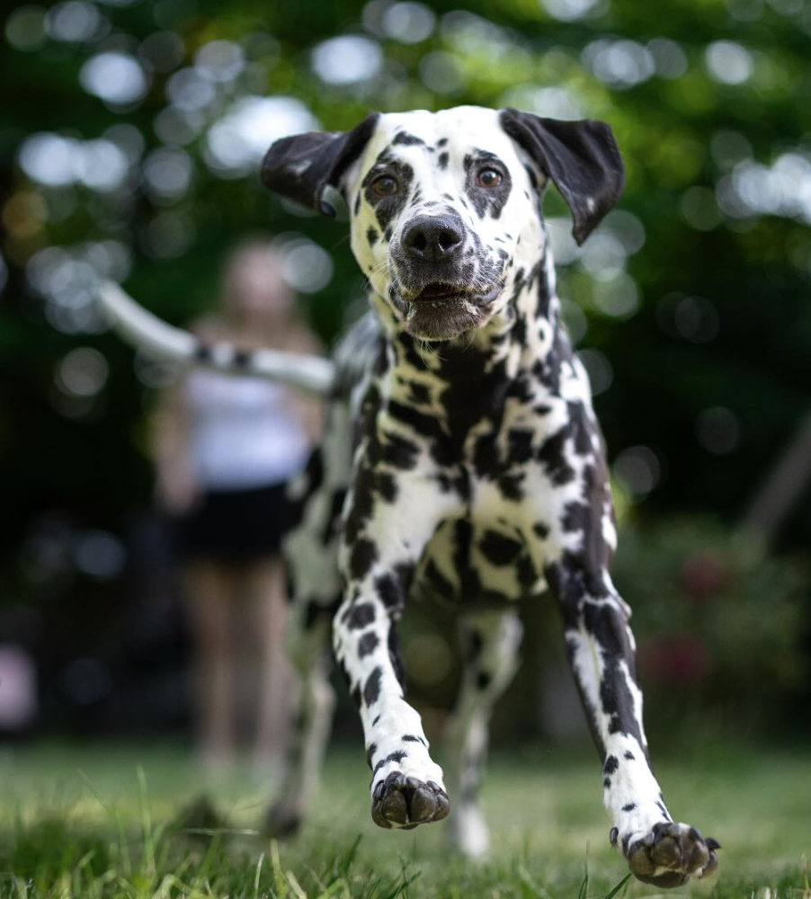 🐶❤️🐶 Why are Dalmatians considered firehouse dogs? 🐶❤️🐶