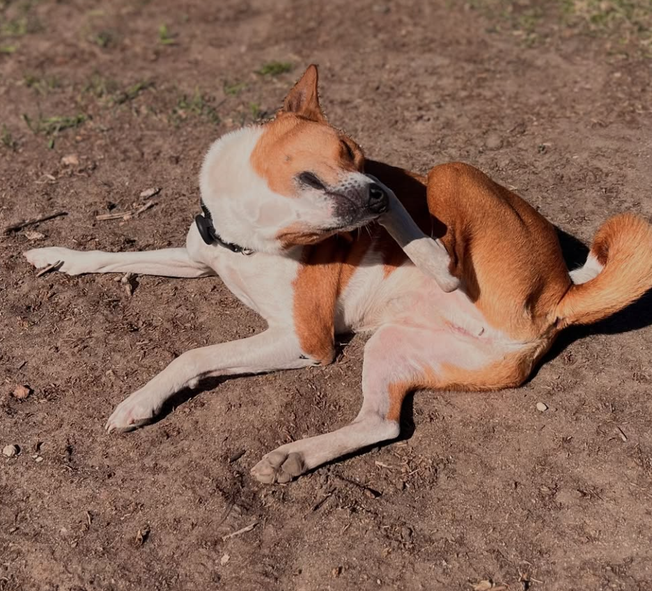 🐶❤️🐶 Why do dogs rub themselves on walls? 🐶❤️🐶