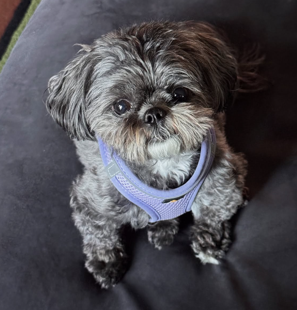 🐶❤️🐶 Why is dog fostering important? 🐶❤️🐶 