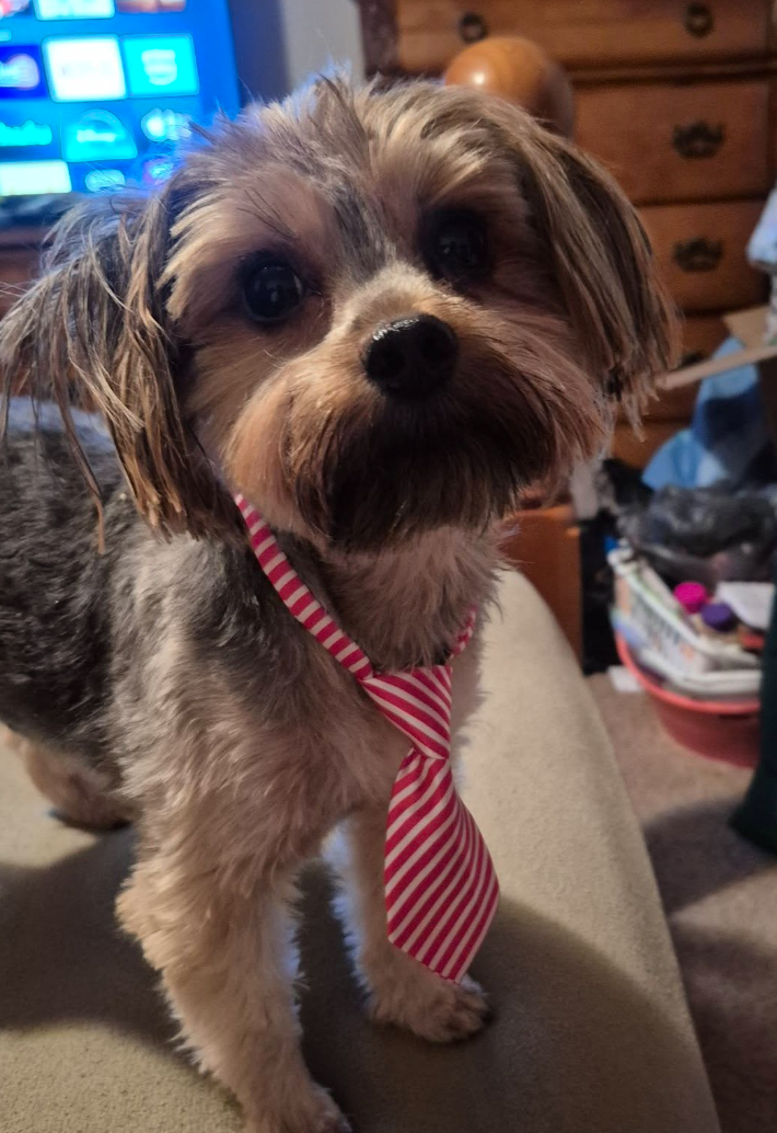 🐶❤️🐶 Making pup-friendly Christmas cookies 🐶❤️🐶 
