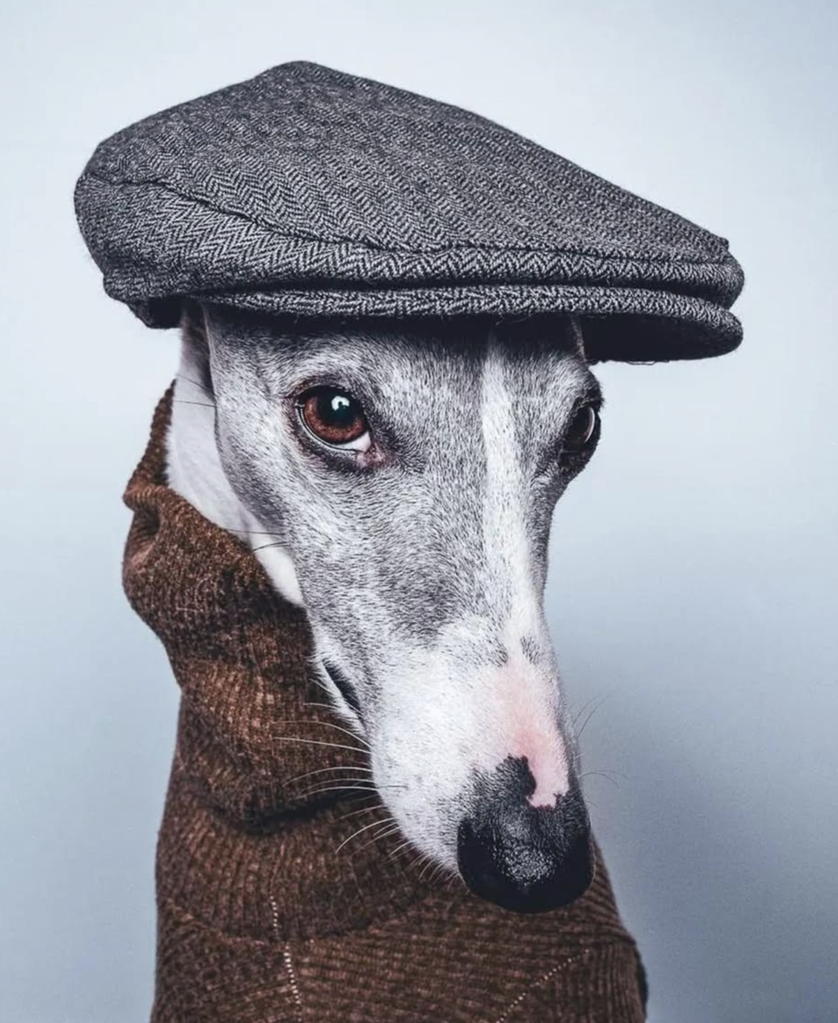 🐶❤️🐶 Bowie is a very fancy pup! 🐶❤️🐶 