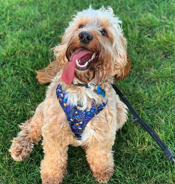 🐶❤️🐶 Myth Busting: Do Dogs Have Clean Mouths? 🐶❤️🐶