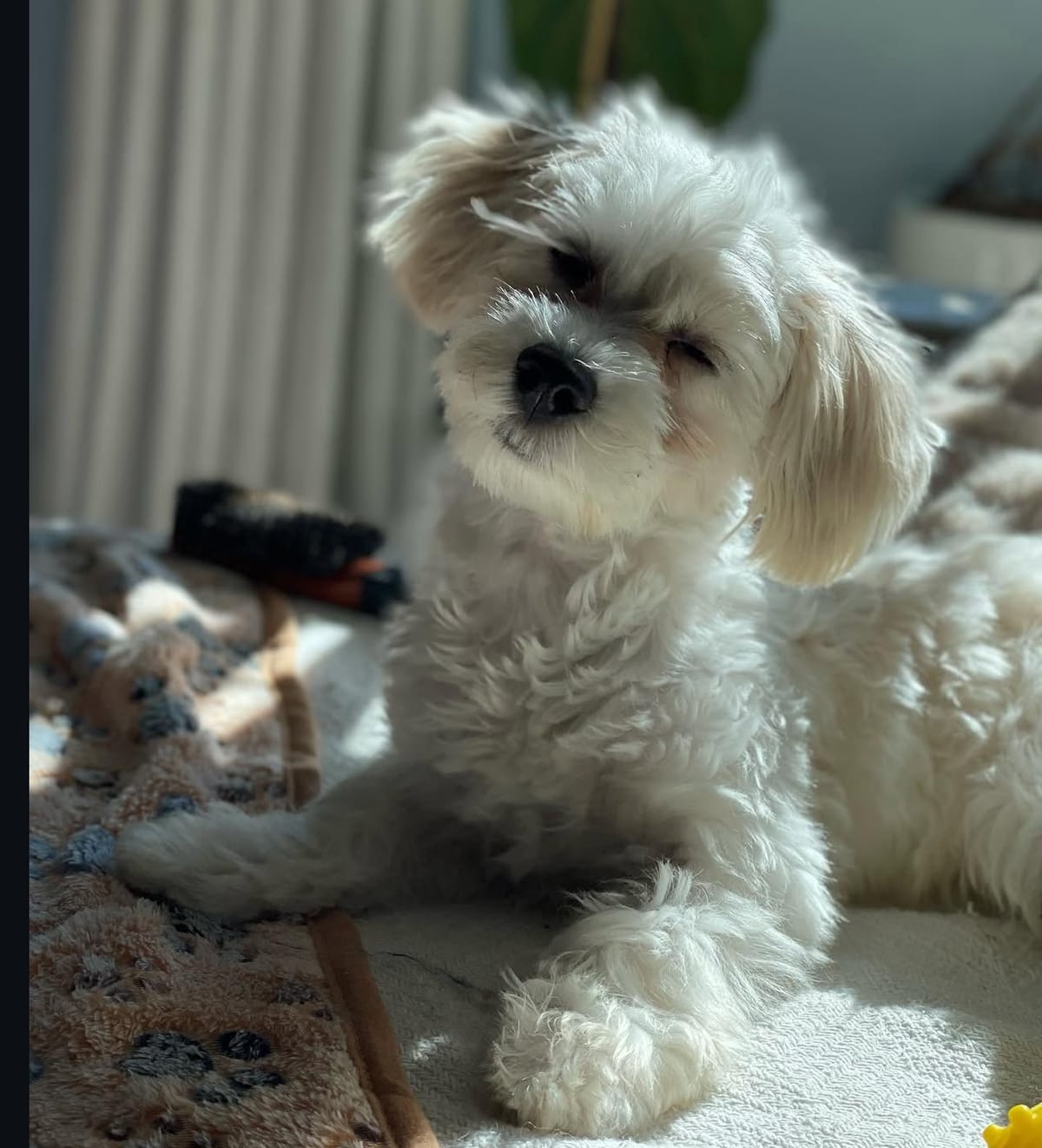 🐶❤️🐶 Why do dogs’ fur texture change as they age? 🐶❤️🐶